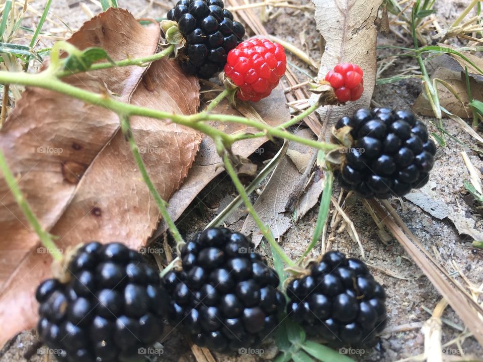Wild Blackberries growing off my fence near the ground and fresh 