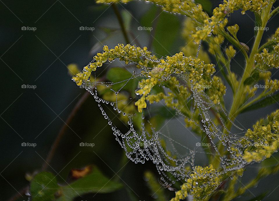 First signs of autumn - How splendid these early October mornings the goldenrod is festooned with spider webs. Every diaphanous thread is beaded with dew glistening in the early light