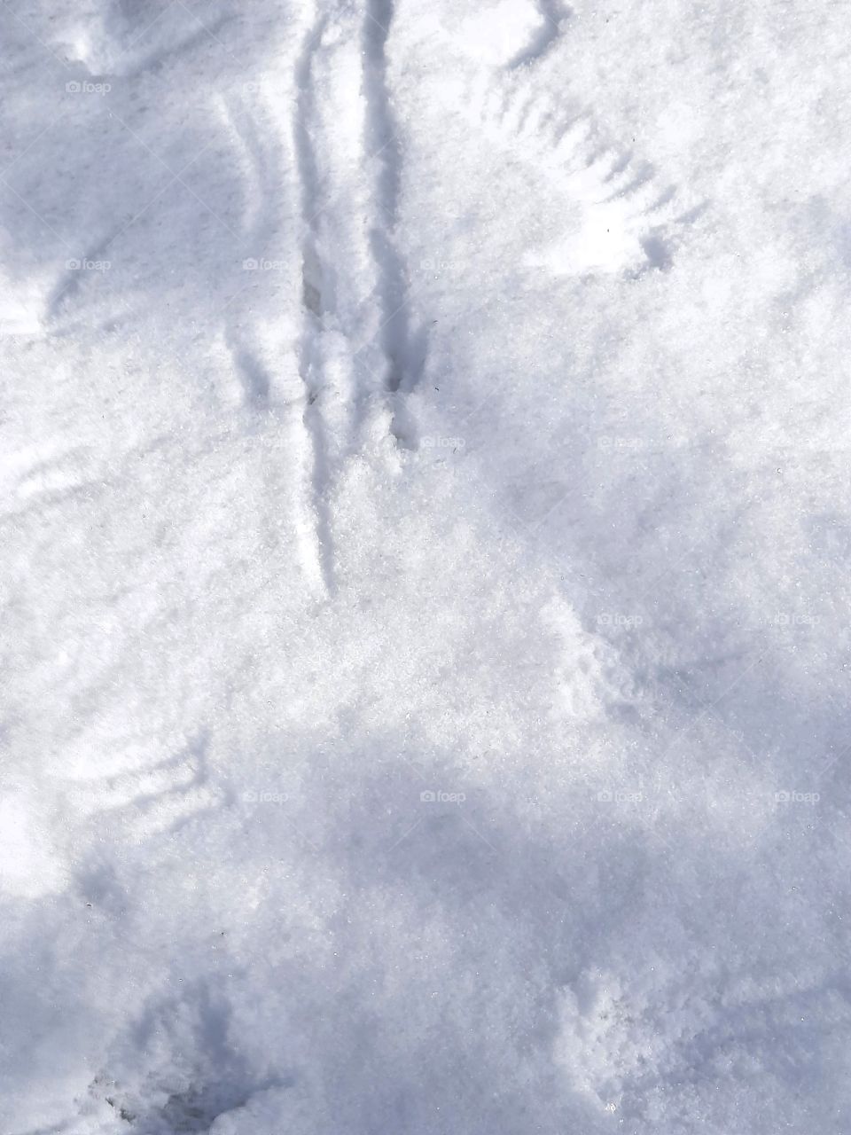 winter garden- animal traces on fresh snow