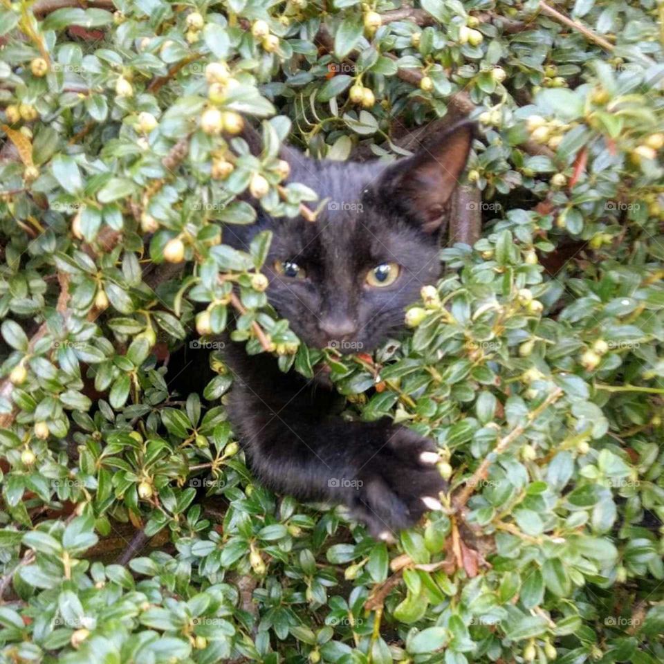 Kater Blacky auf Entdeckungsreise