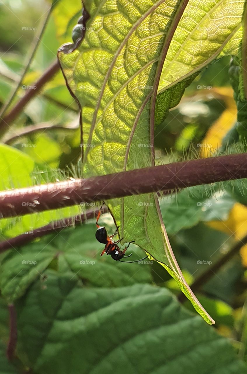 ant and the green world