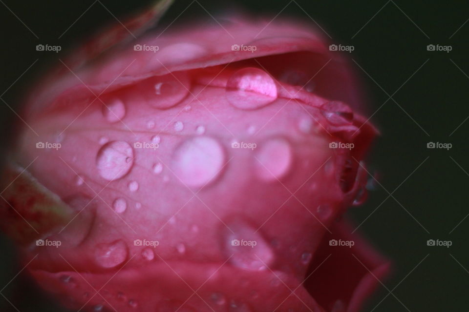Rose in rain