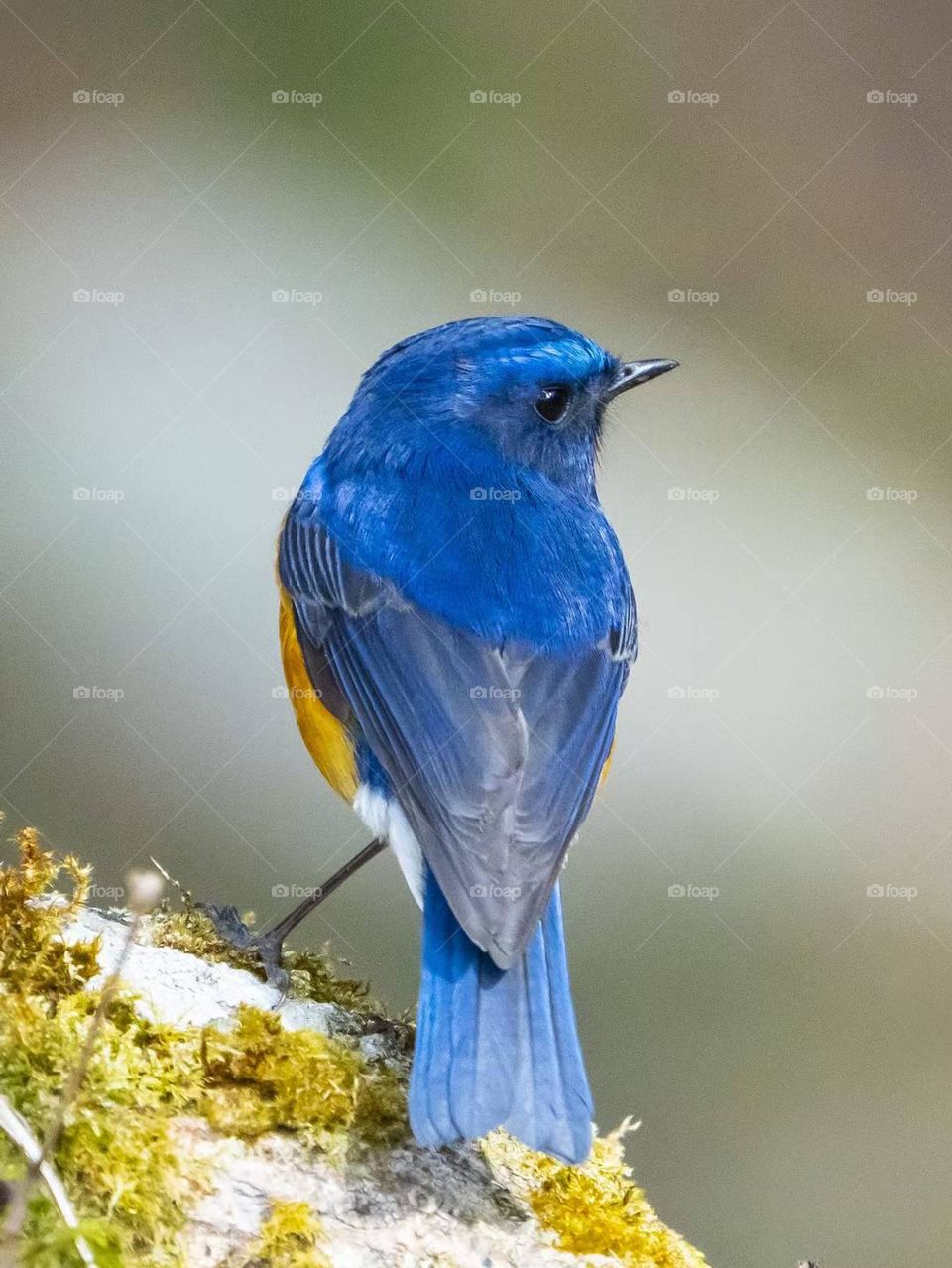 Very nice bird, Blue-throated Flycatcher, photographed in Xishuangbanna, China