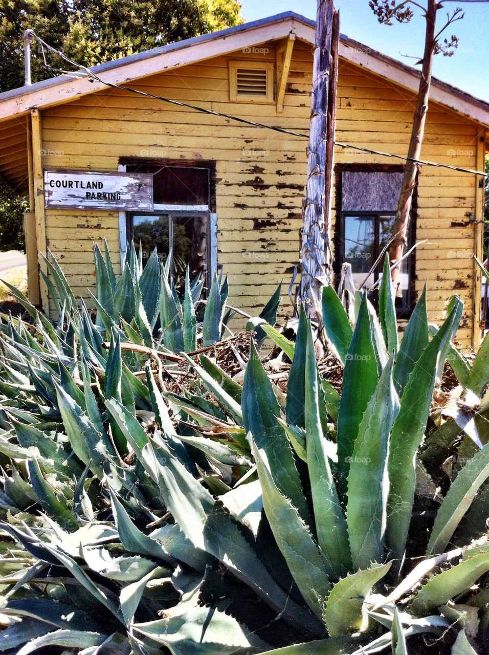 yellow tree house cactus by gene916