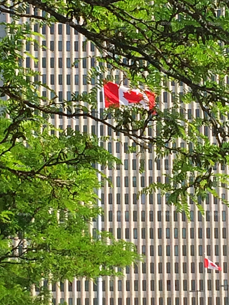Canadian Flag 