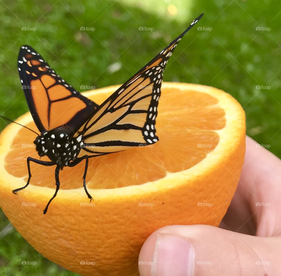 Monarch butterfly on an orange 