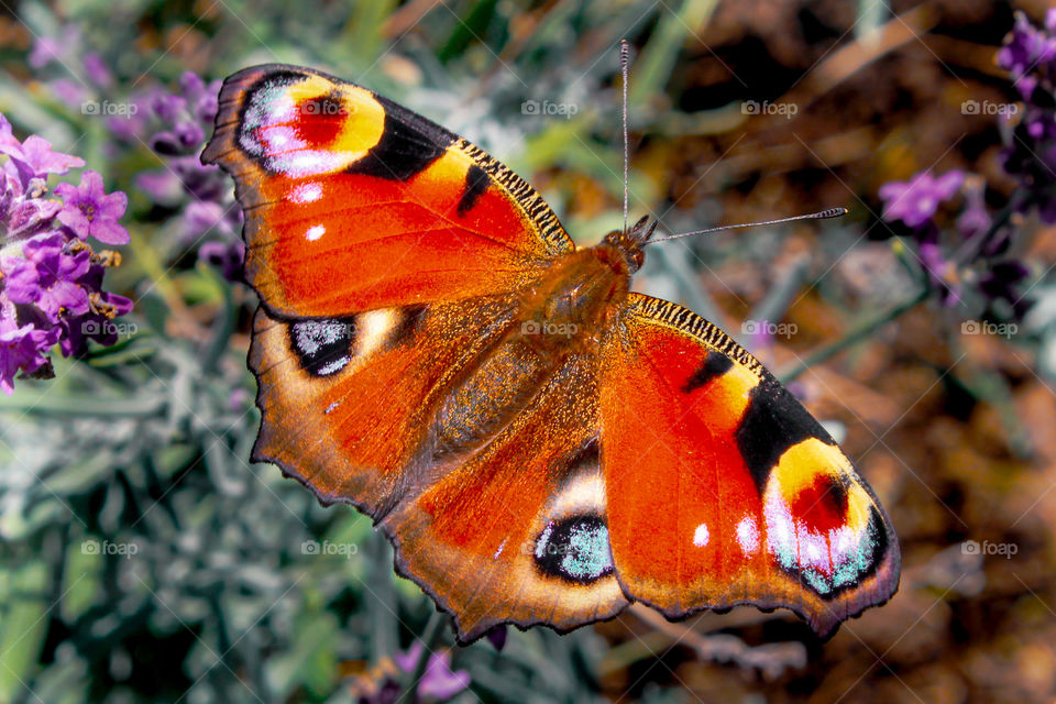 peacocks butterfly at autumn