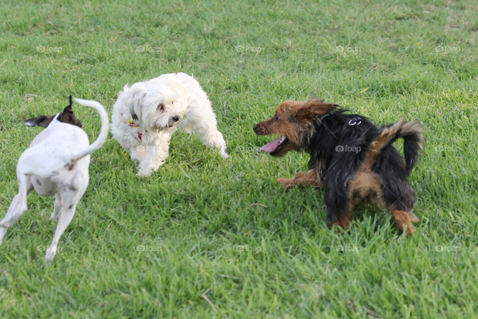 Dogs having a play