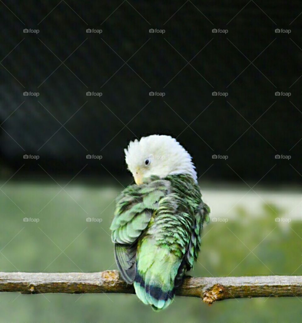 Lovebird