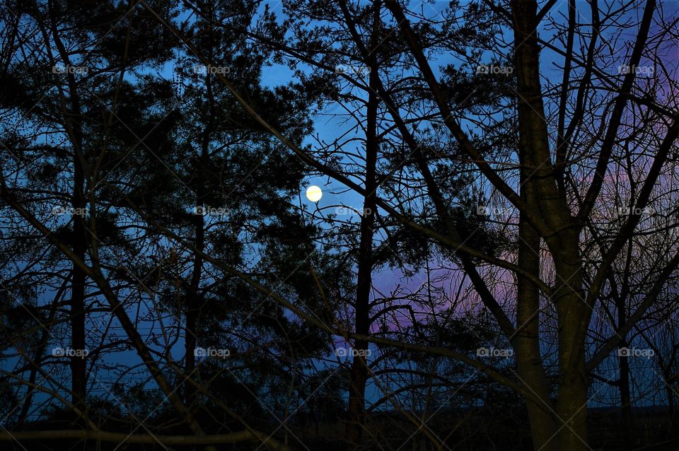 Moon Shot Through The Trees