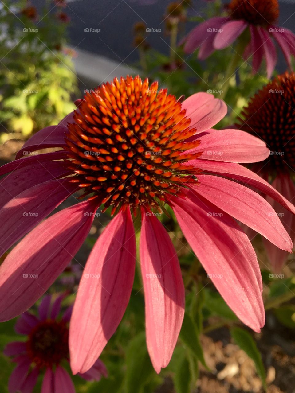 Cone Flower