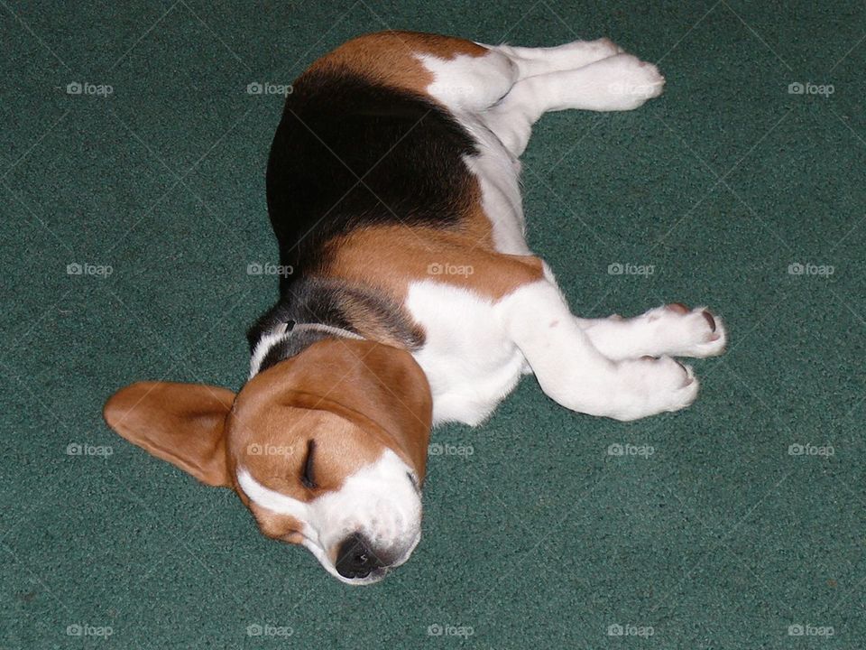 Sleeping Beagle 