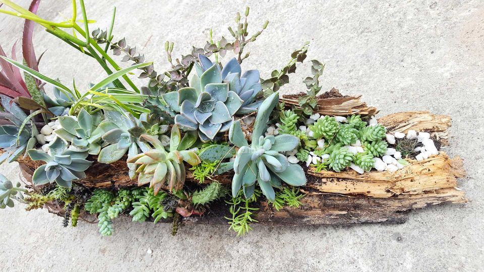 driftwood planter