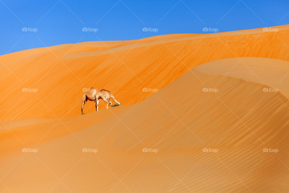Two camels in the desert. Magestic orange sand dunes against blue sky.