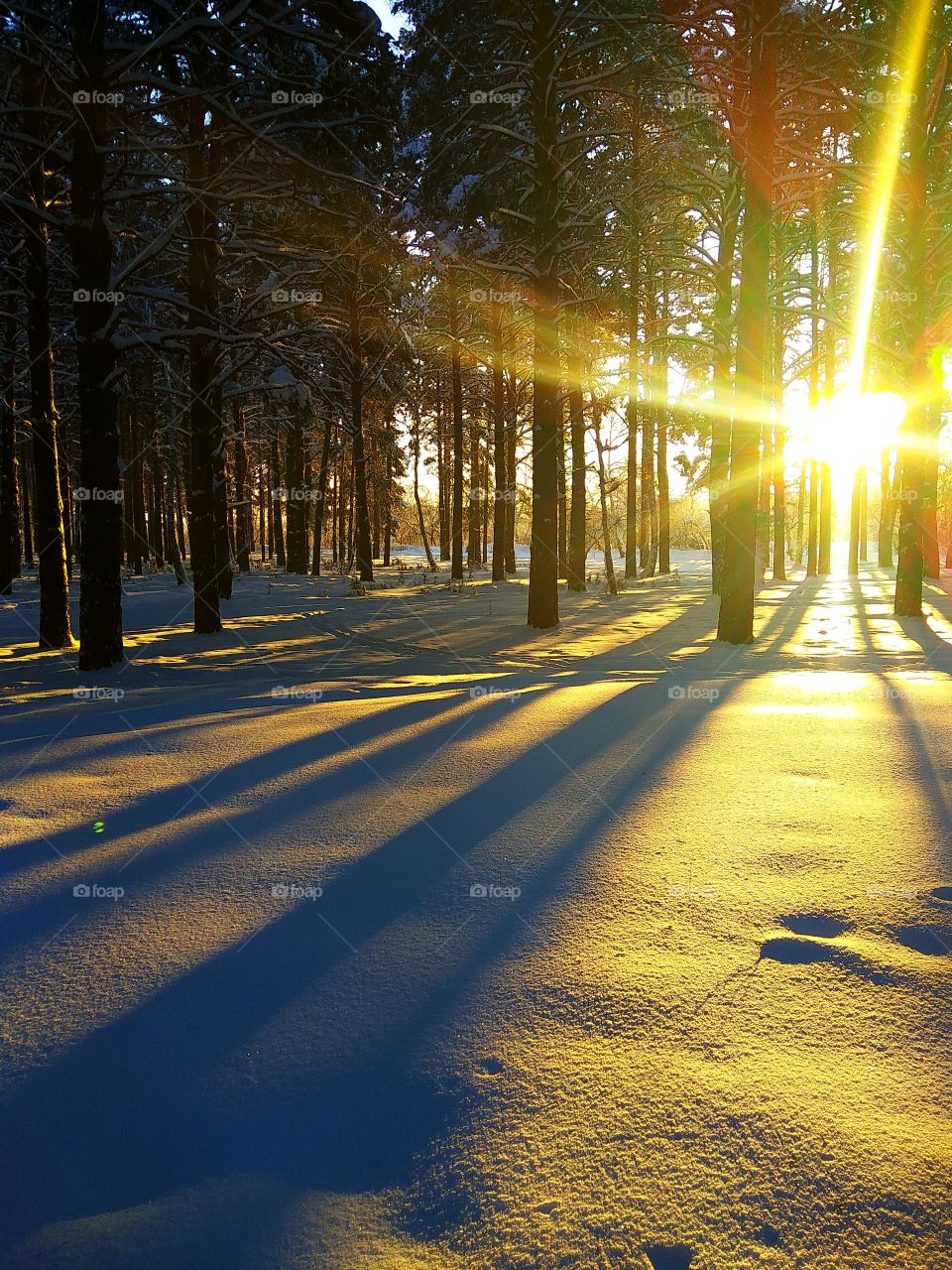 Dawn in winter forest