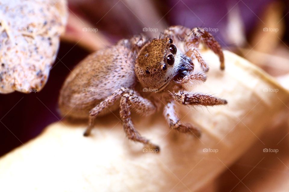 Macro photo of a jumping spider in my backyard.