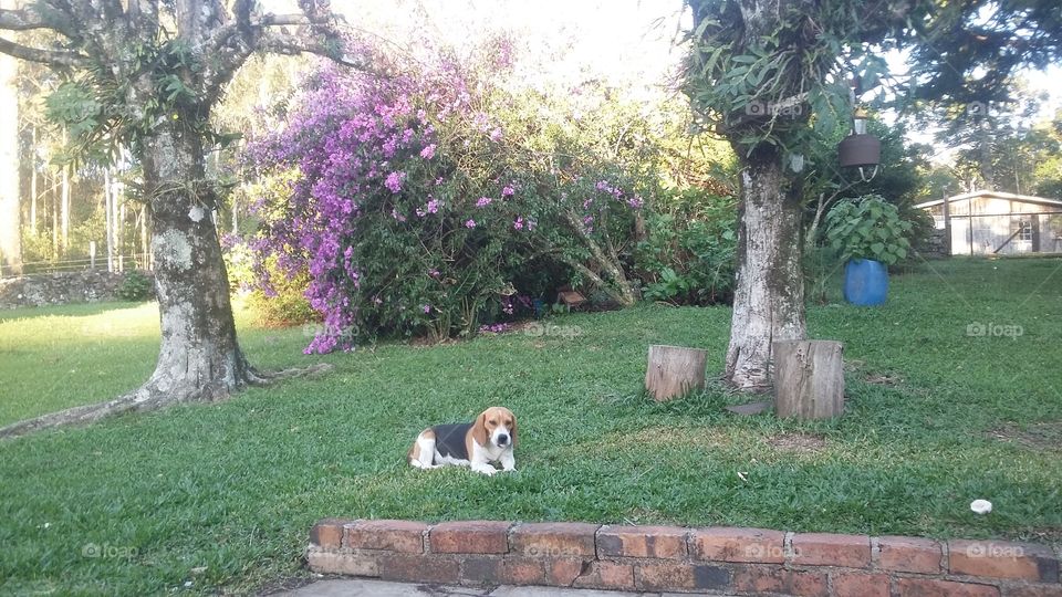 beagle