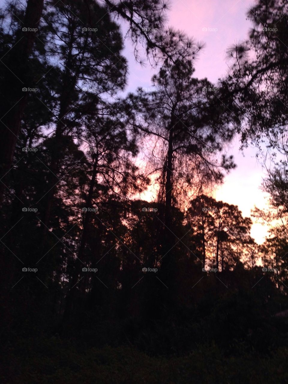 Sunrise through the pines 