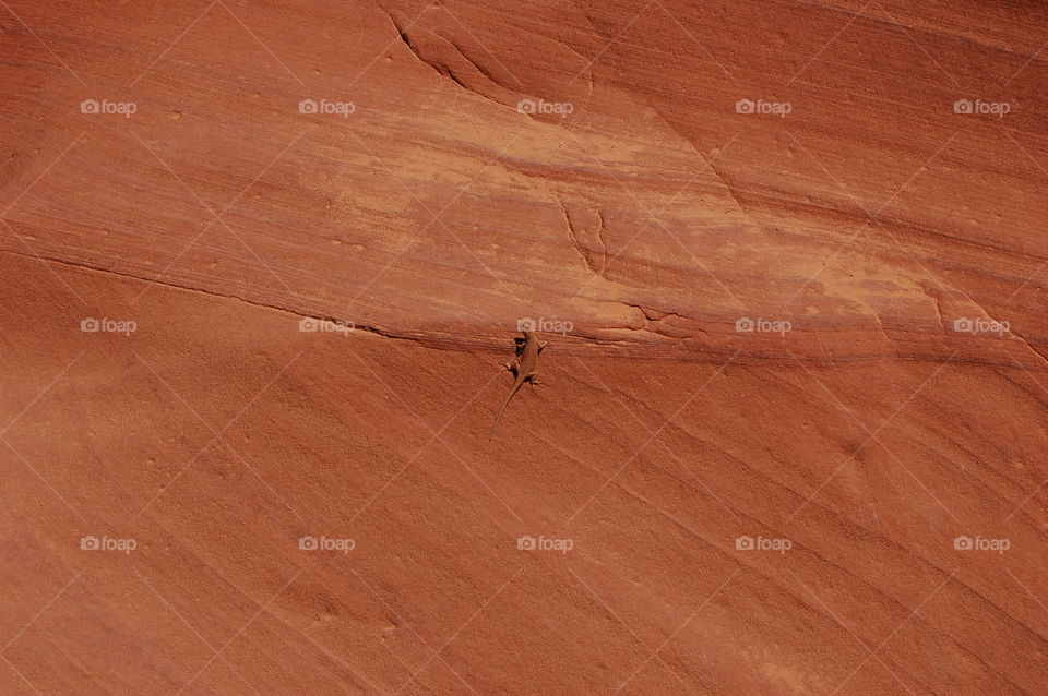 Camo Lizard In Antelope Canyon 