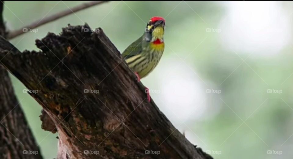 most beautiful birds