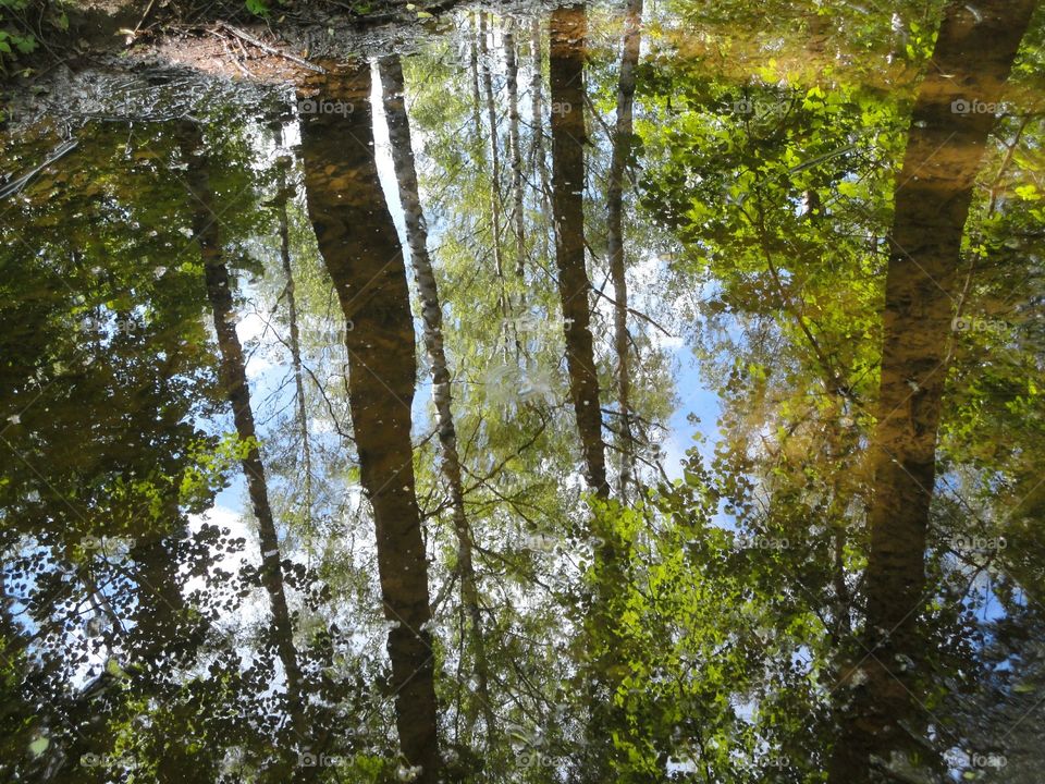 trees reflections