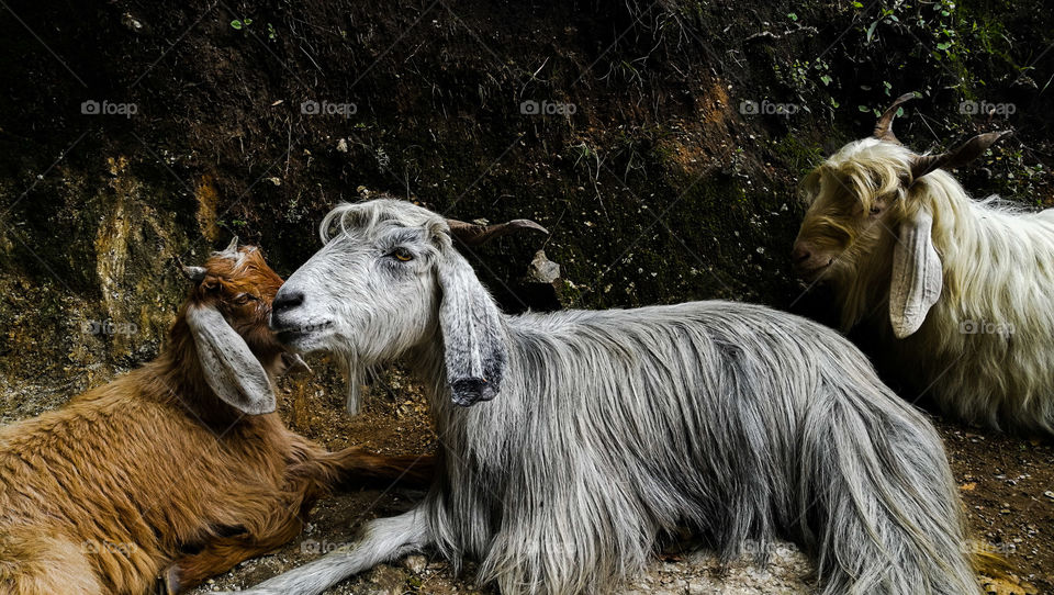 Beautiful grey goat