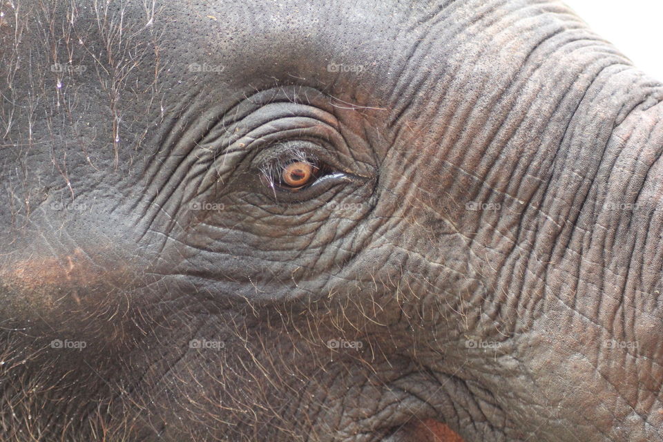 Close-up of the eye of an elephant