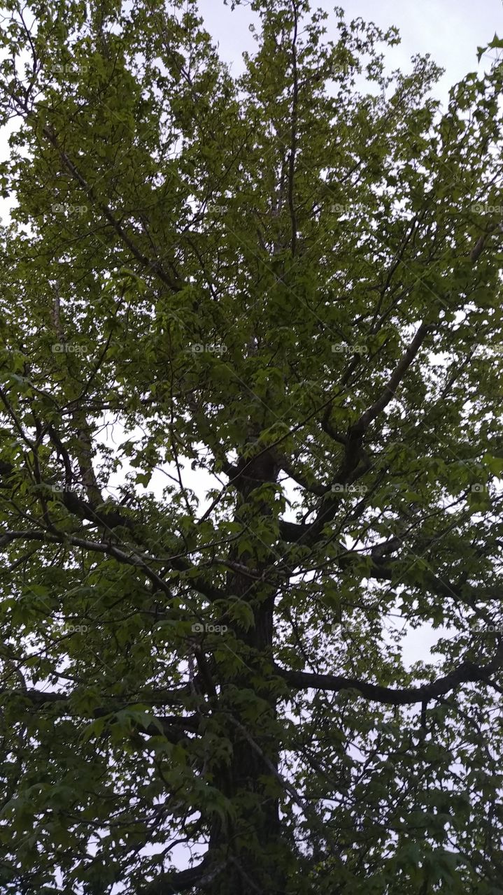 Looking up into the sweetgum tree