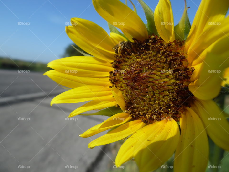 Texas sunflower 🌻. This is a picture of a tiny bee 🐝 pollinating a sunflower 🌻