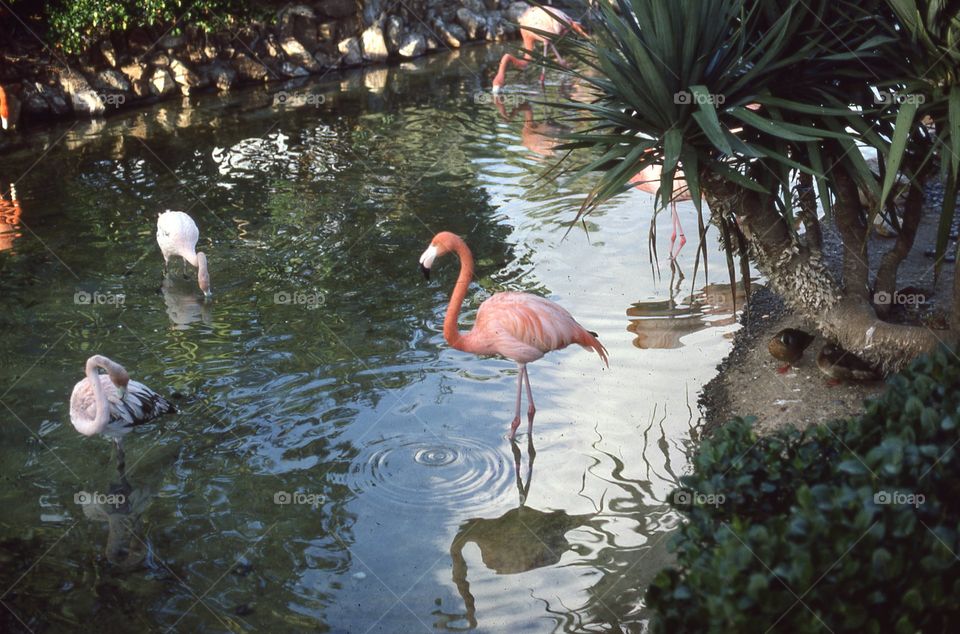Flamingo setting reflective pool Birds summer tropical