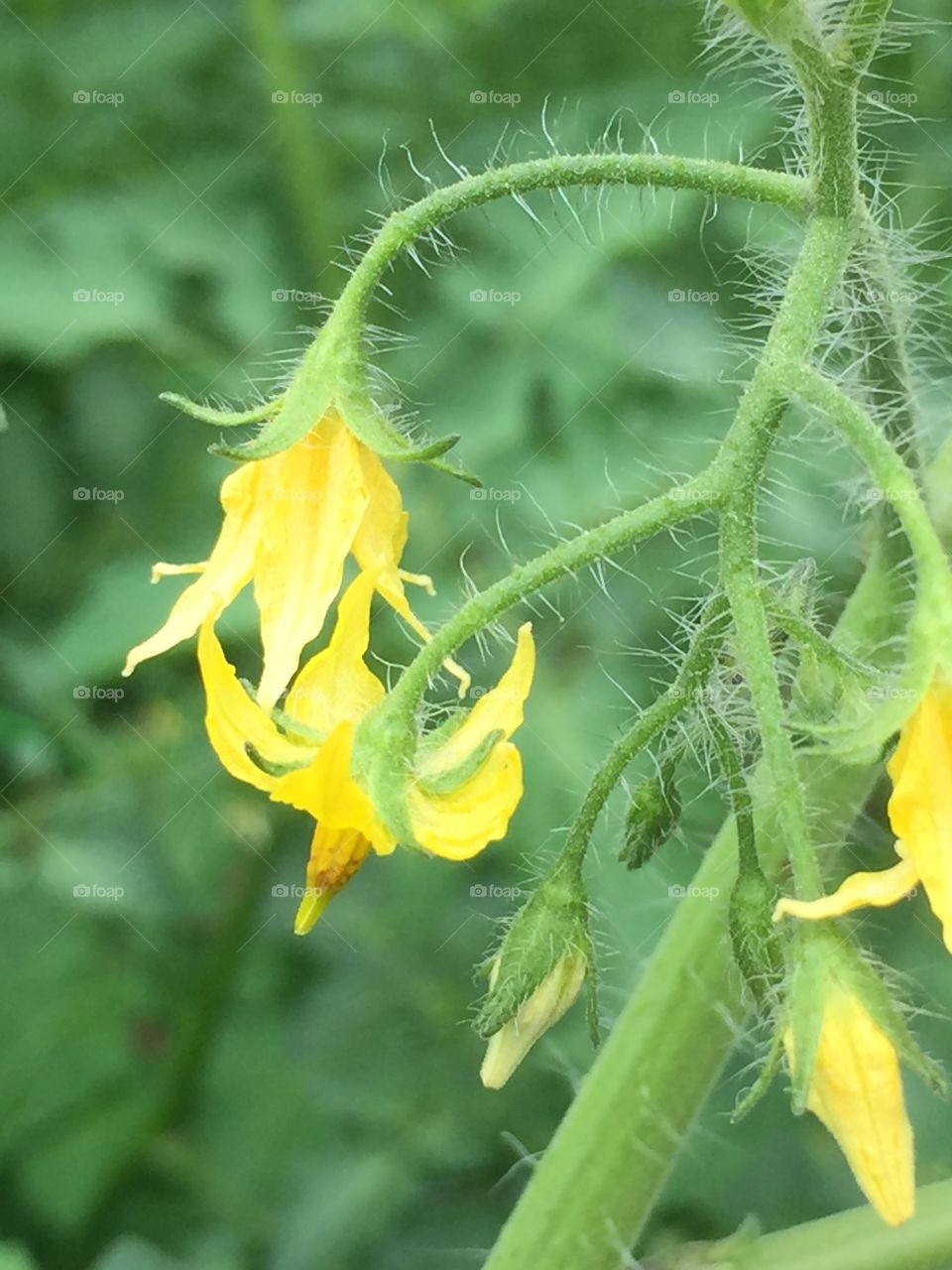 Tomato Flower Blooming