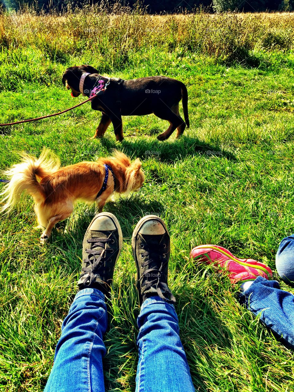 A rest during dog walking