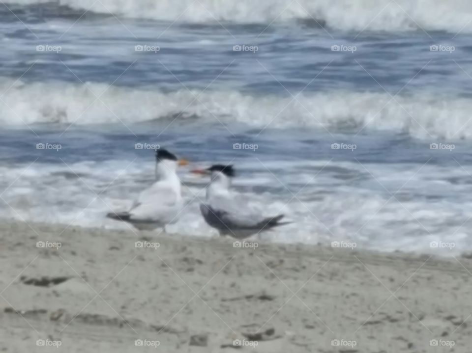 sea gulls