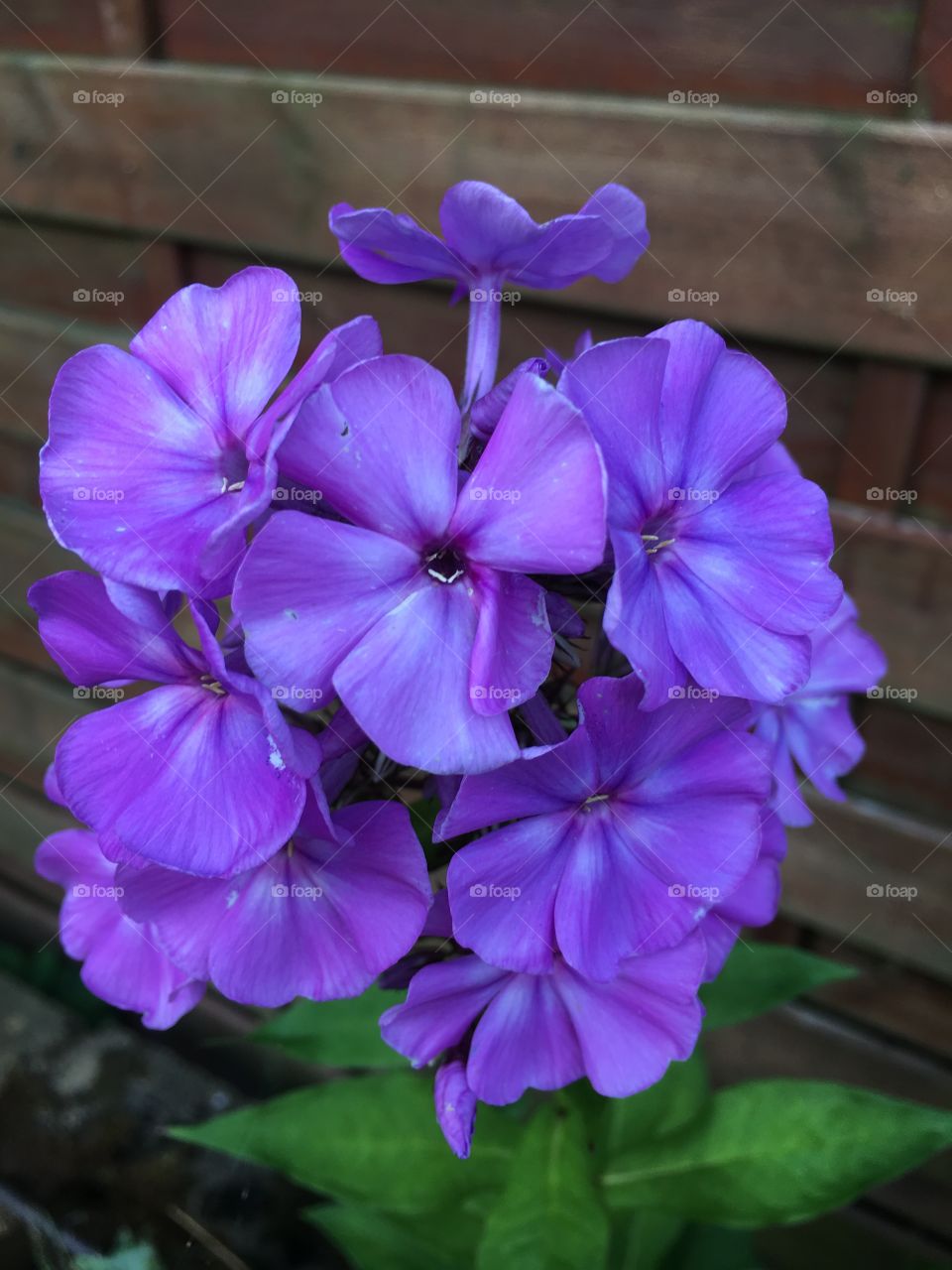 Purple flowers