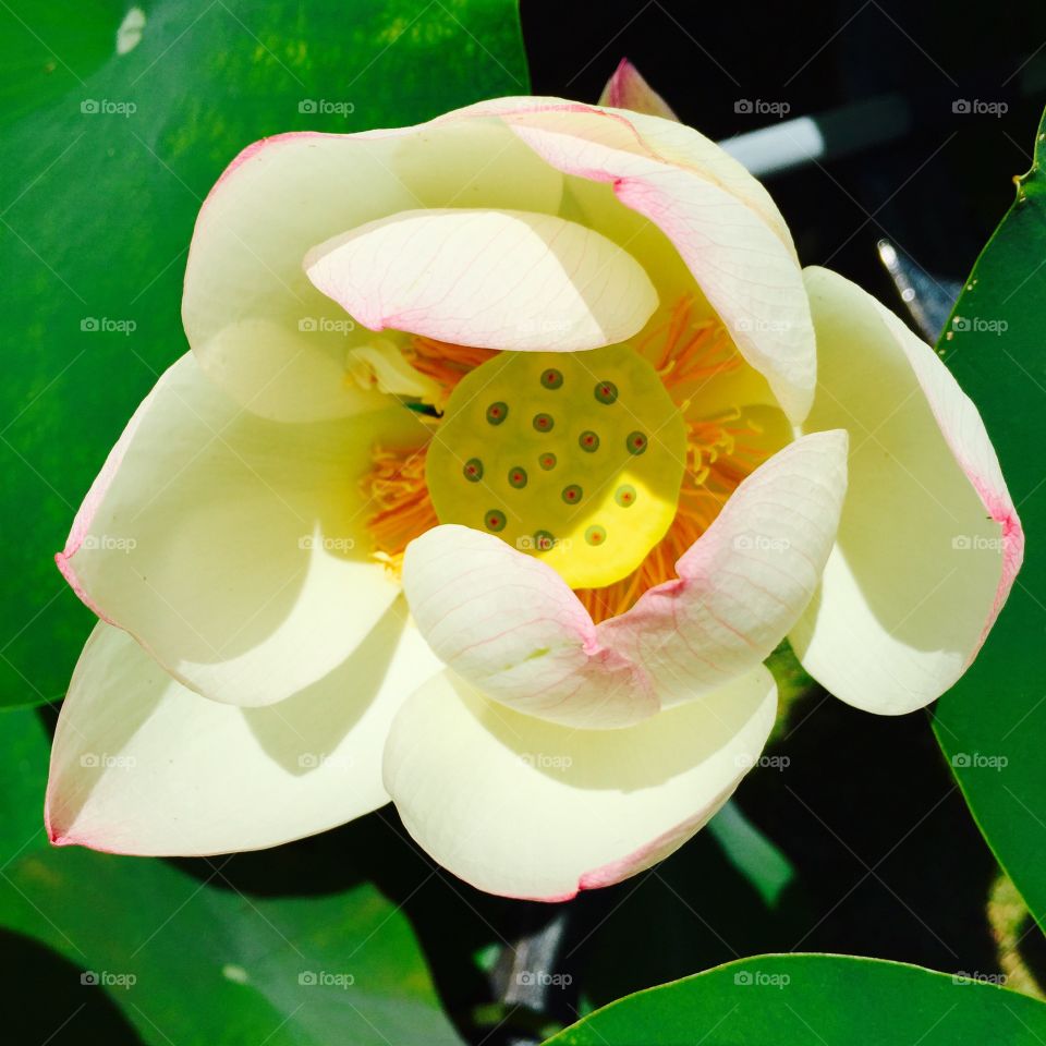 lotus flower