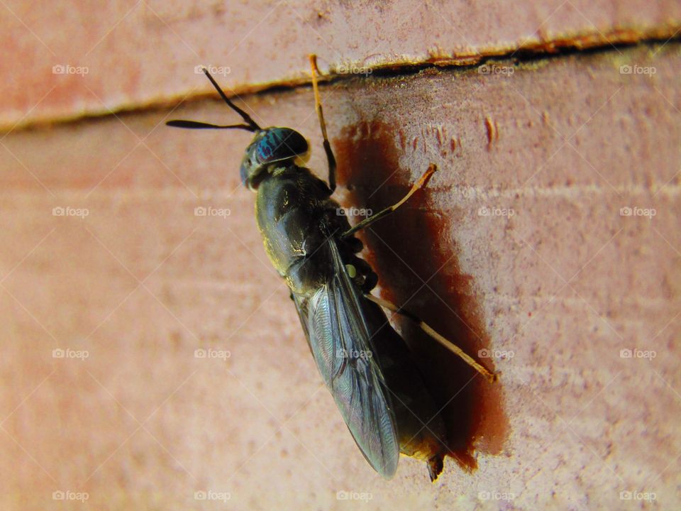 Beautiful black color insect with wings sitting on wooden background