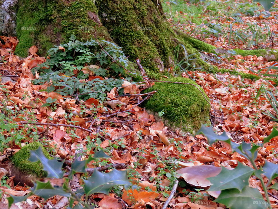 leaves and moss in the wood