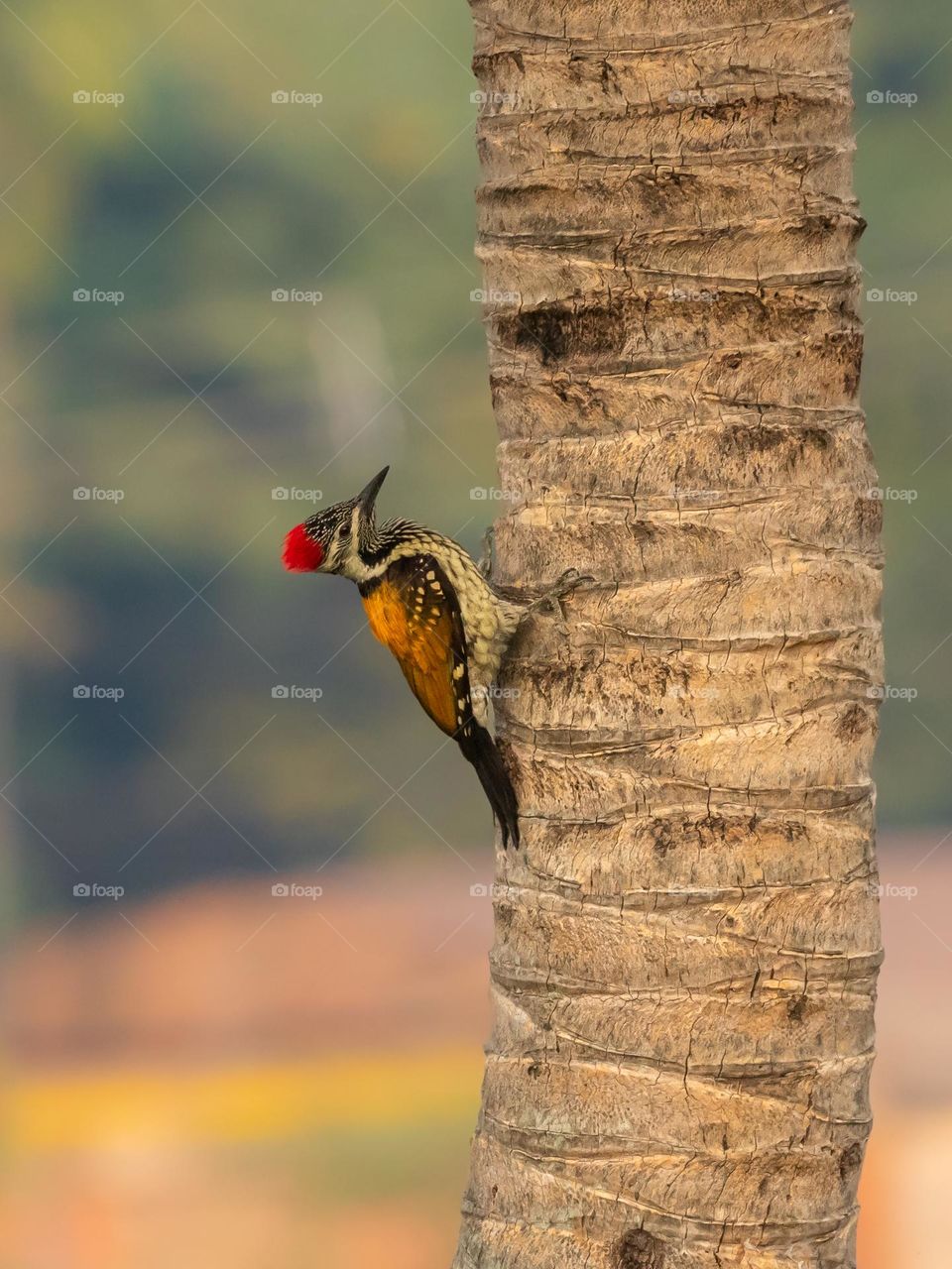 Woodpecker