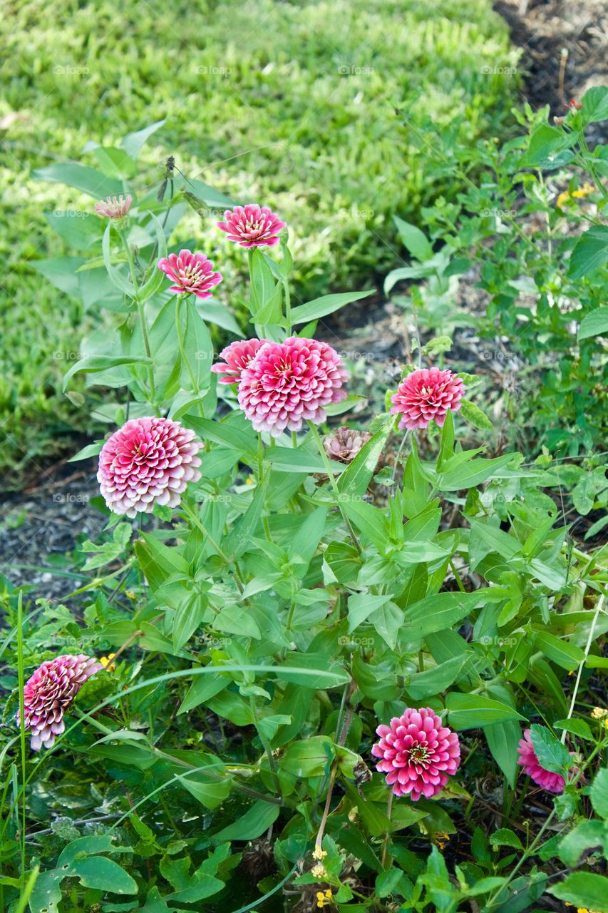 Summer flowers fading in the summer sun.