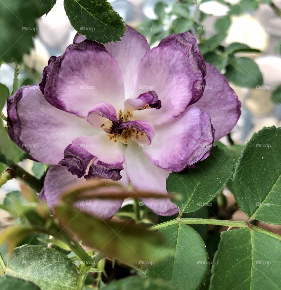 everything as an expiry💓