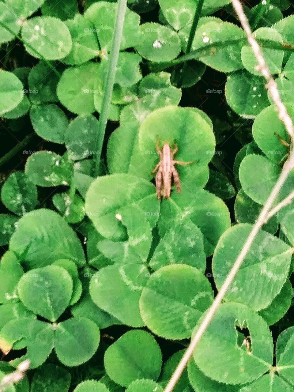 grasshopper on clover