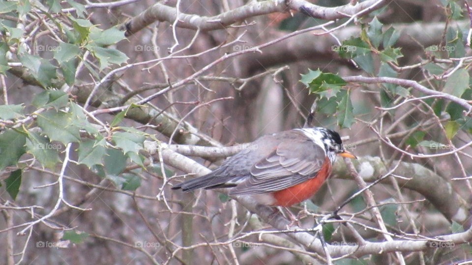 Tree, Nature, Bird, Outdoors, No Person