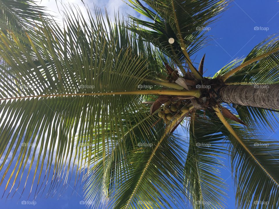 Under the palm tree