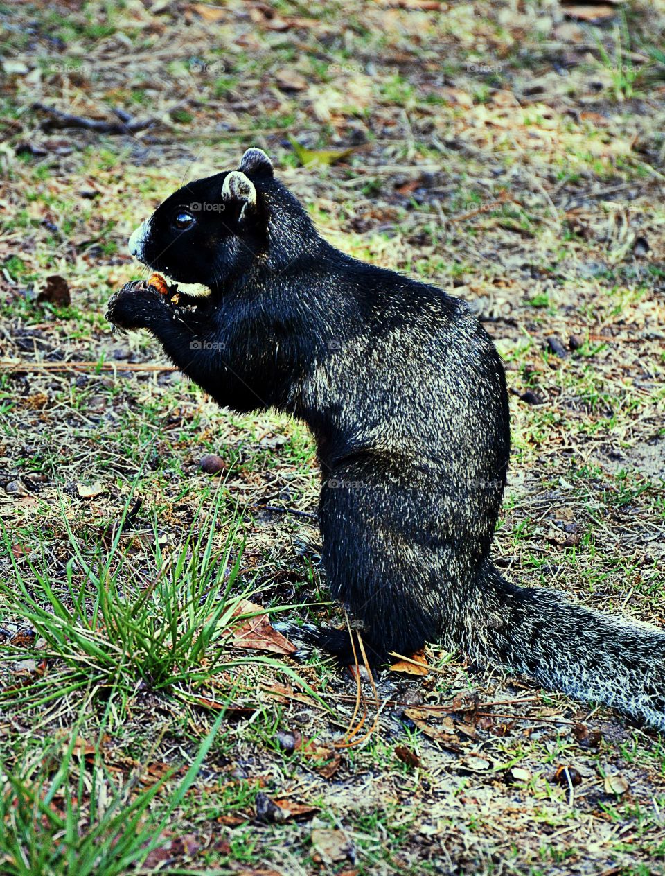 Black Fox Squirrel 