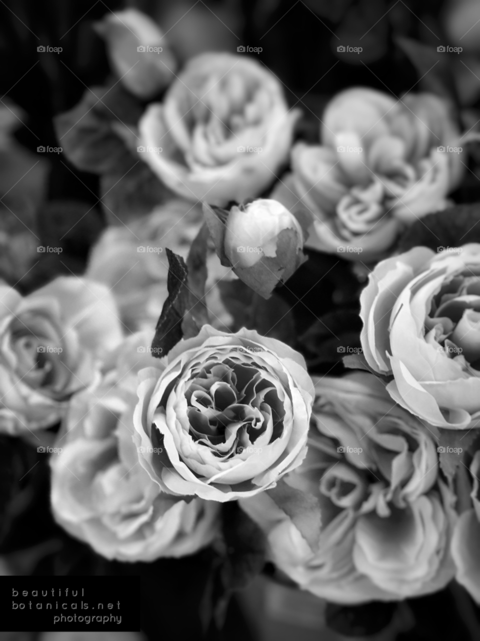 Stunning Black and White Floral. Beautiful Botanicals for Canvas, And Wall Art! 