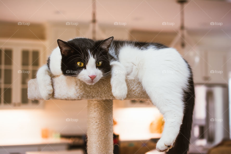 Black and White Cat with Gold Eyes Relaxing