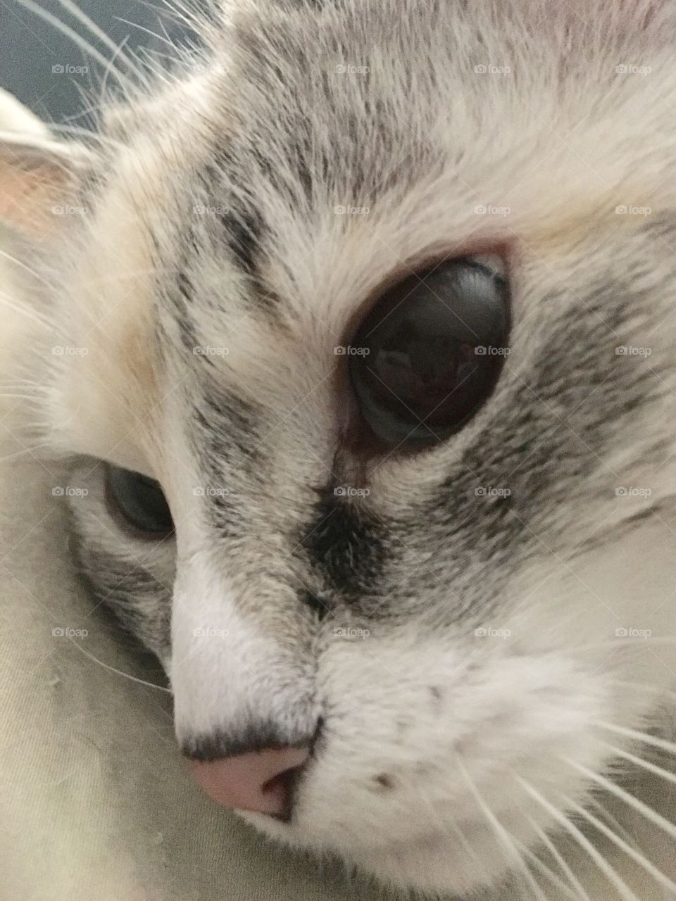 Ragdoll Cat Ms. Dolly