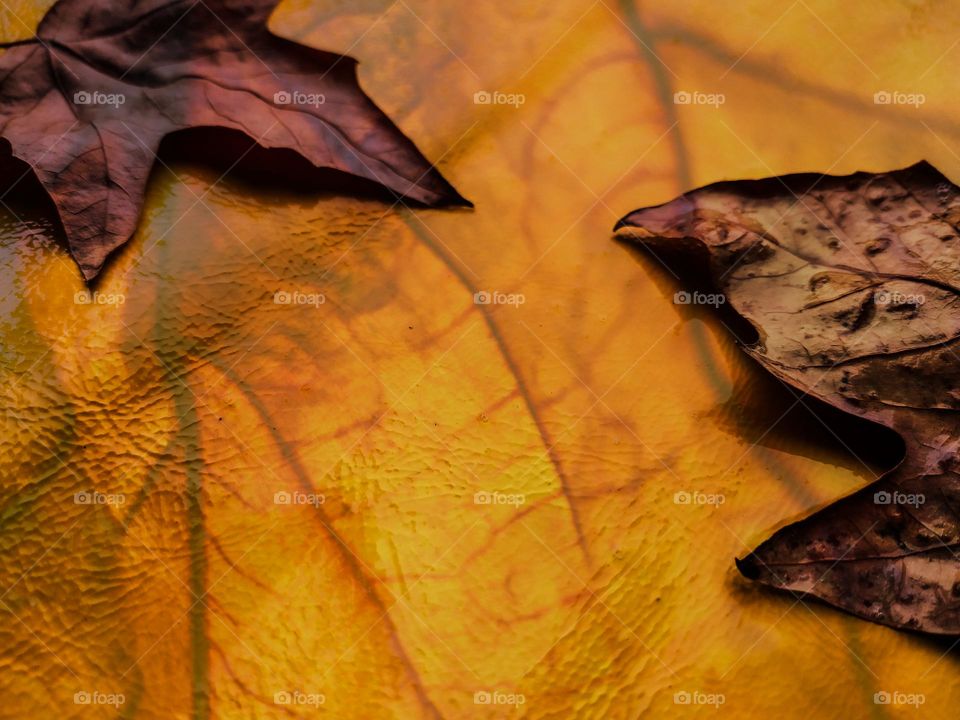 autumn leaf background