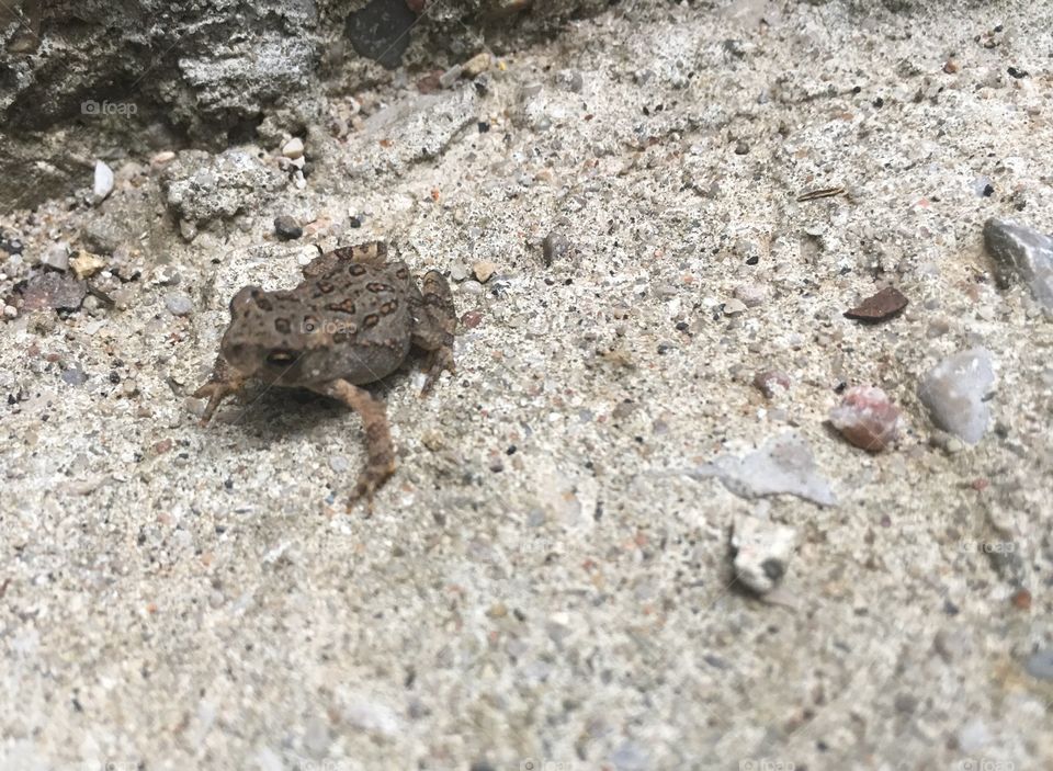 The Tiny Toad 