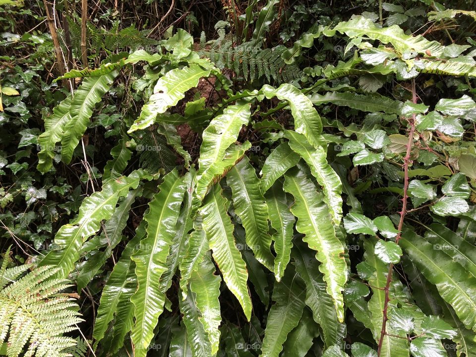 Dock leaves looking fresh and transparent after rain